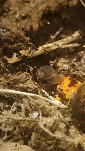 Full body workout! Adventures of a Snail feat. 🐌Bär