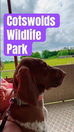 The best dog friendly zoo in the UK | Cotswolds Wildlife Park #dogadventures #dogfriendly