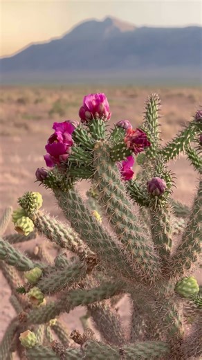 Cactus blooms