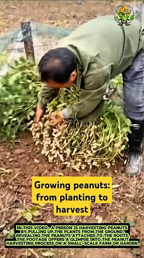 Growing peanuts: from planting to harvest