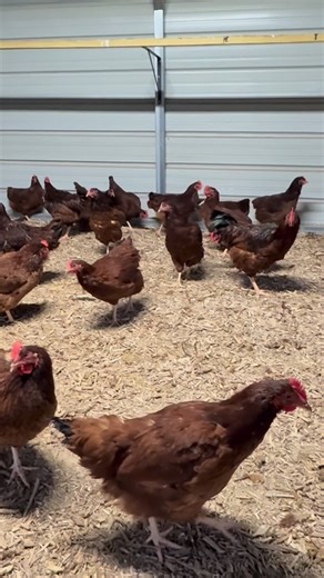 🎅🎁 Don’t these Rhode Island Reds bring out the Christmas spirit?! With those gorgeous deep red feathers, they’re basically the official holiday chicken of the farm! ❤️🎄🐓 Here are some fun facts about Rhode Island Reds you’ll love: ⭐ 1. America’s Classic Bird – They were developed right here in the United States and are one of the most iconic heritage breeds! 🇺🇸 ⭐ 2. Egg-Laying Machines – These girls can lay around 250–300 brown eggs a year! 🥚🔥 ⭐ 3. Hardy & Friendly – They handle cold wea