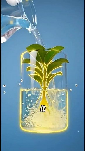 How plants can grow without soil 🤔