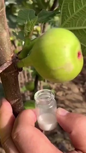 Fig Tree Fornicator #comedy #funnymemes #memes #memesdaily #humor #hilarious #funnyreels #lol #laugh | Jonny Englsh
