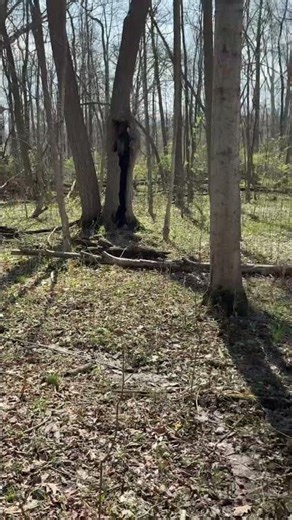 Making a dirtbike track in my woods