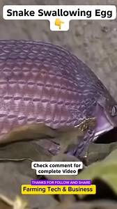 Video on How Snakes Easily Swallow and Why they swallow Eggs. #snakesofinstagram #snake #snakeandegg | Farming Tech& Business