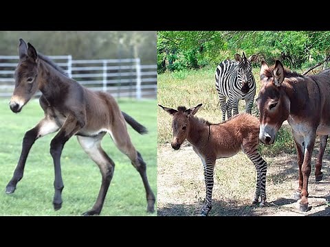 How come a Zebra, Horse and a Donkey can mate?