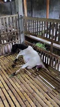 The process of a Dorper sheep giving birth