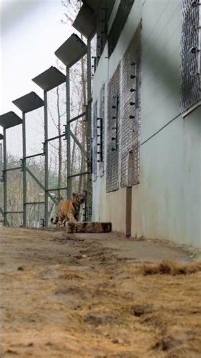 How does an 8-month-old tiger roar?