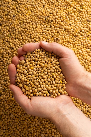 Safra de soja no Mercosul deve crescer 0,8% em 25/26 apesar de queda na área, aponta Céleres