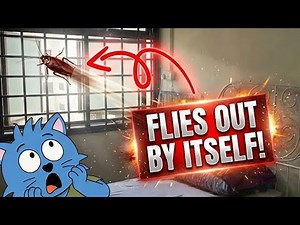 How to Remove a Flying Cockroach In Your Room Without Touching It
