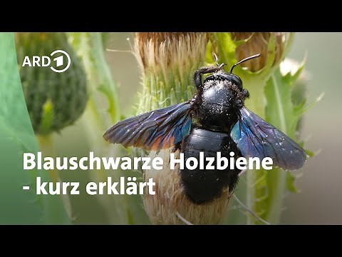 Riesen-Wildbiene: So lebt die Blauschwarze Holzbiene | MDR Garten
