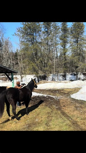 Prévoyez votre saison d’accouplement avec le meilleur!@Ranch Belway @Sté Bou @Will