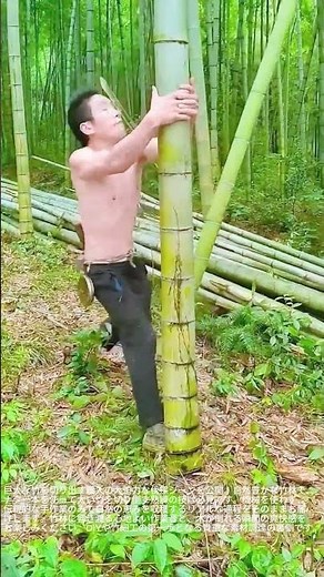 【竹の伐採】太い竹を安全に切り倒す昔ながらの手法と職人のリアルな作業風景 #worker #process #bamboo #survival #logging