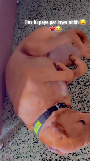 Vidéos de la diablesse ♥️ (@la.diablesse906) avec son original - la diablesse ♥️