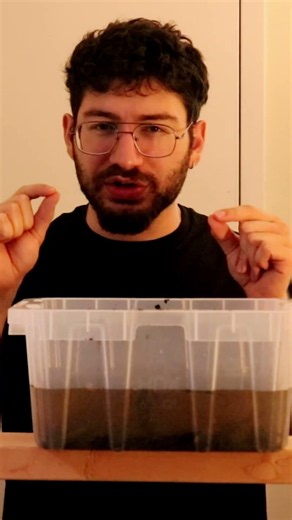 This Maggot Breathes Through Its Butt-Tube