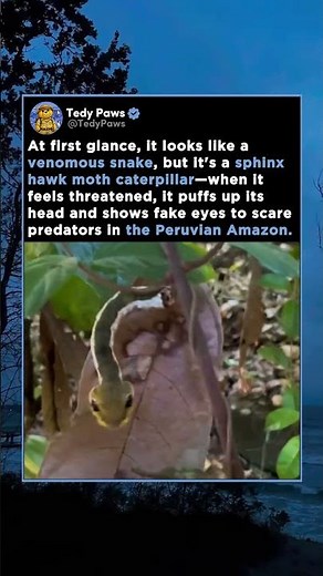 At first glance, it looks like a venomous snake, but it's a sphinx hawk moth caterpillar—when it