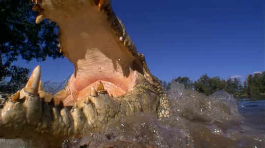 This 1-ton saltwater crocodile explodes out of water... it happens in seconds