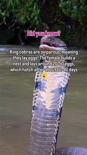 King cobra nests are like snake mansions – made from leaves and twigs #love #viral #trending