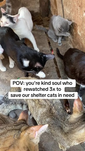 POV: you're kind soul who rewatched 3x to save our shelter cats in need #vir #viraltiktok #catlovers #catsoftiktok #catsoftiktok #catslover