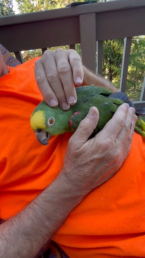 Is Polly purring like a cat or communicating with aliens? 😱 #amazonparrot #parrot #cat #talking #rescue #adoptdontshop | The Parrot Lady