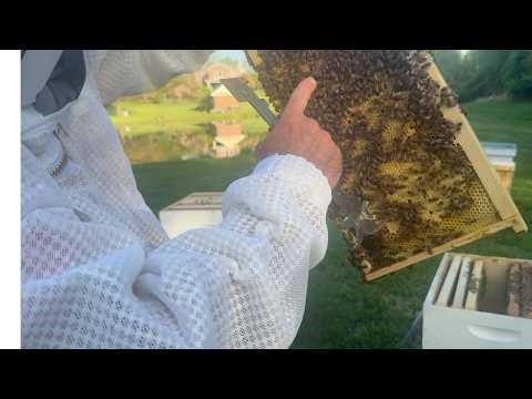Demaree Split getting results!! 8 day follow-up....Queen cells, splits, and brood! First Year -Ep 2