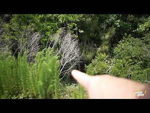 Florida Skunk Ape (New Evidence) aka Bigfoot, Sasquatch, Yeti | OmarGoshTV