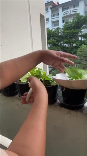 Harvesting lettuce from my balcony garden #balconygardening #garden