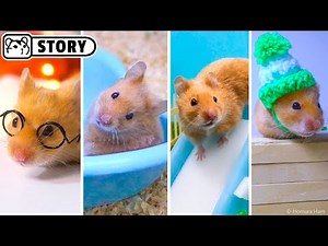 Cute and funny hamster pet compilation #1 🐹 Hamster stories 🐹 Homura Ham
