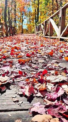 Autumn in Canada 🍁 | A Symphony of Colors