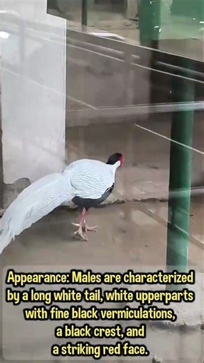 Nature’s Most Elegant Bird: The Silver Pheasant