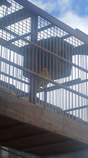 Canário canta lindo 🐥