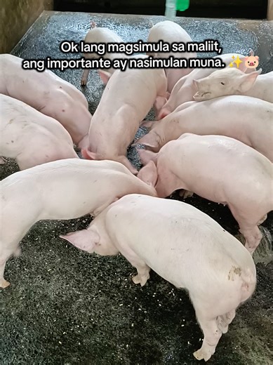 Starting a Small Pig Farming Business