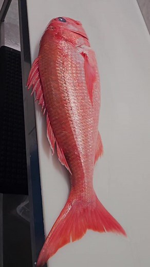 Mastering Ruby Snapper Filleting Techniques