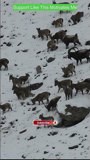 Big Herd of Young Ibex. #animals #wildlens #outdoorphotography