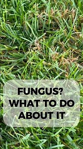Fungus In Your LAWN? DO THIS