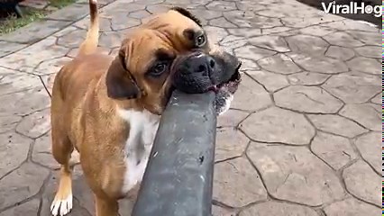 Does every dog enjoy doing this? 😂🐶💨 | ViralHog