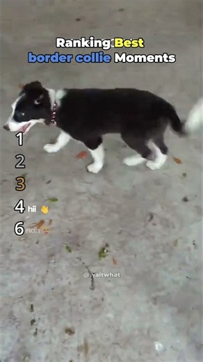 ranking border collie moments #dogs #funny