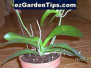 Comment Transplanter Crocosmia Lucifer 🌱 Conseils Jardiniers - Fr.ezGardenTips.com