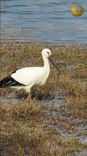 昆陽池公園のコウノトリ 12月14日