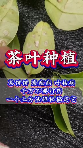 茶树茶饼炭疽叶枯病一个土方法轻松搞定它 #茶树种植#茶树管理技术与指导#茶树#三农