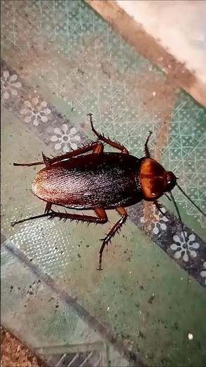 catch a biggest cockroach in the bathroom #insects #cockroach #cicada