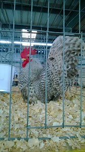 Japanese Bantam Chicken