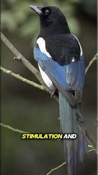 05 Animals Do Not Keep As Pets #animals #wildlife #attacks #viralpost #Ravens