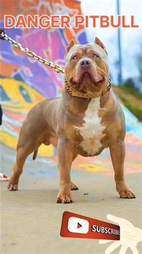 Danger pitbull 😱😱 #youtube #shorts #dangerous #dog #pitbull #video #viral