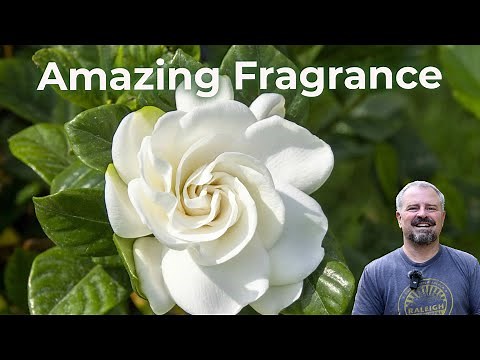 Must Have Fragrant Plants for the Garden