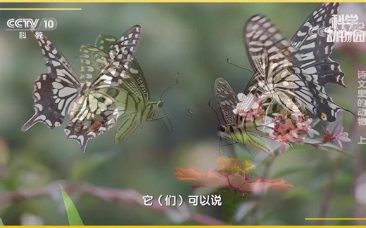 【全集】科学动物园 跟着科学家了解动物全方面的知识 讲述动物进化的故事和生存本领 解答孩子们十万个为什么