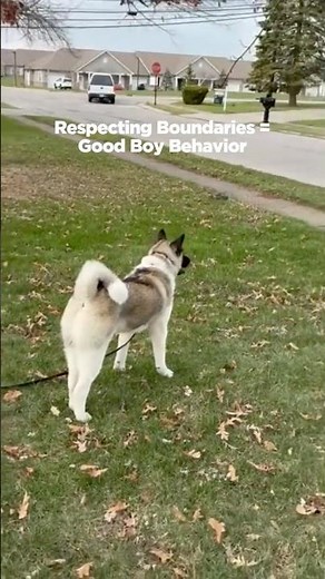 Dog Stays Within Boundary | Invisible Fence® Brand In-Ground Dog Fence Demo