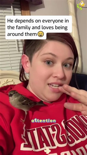 Rescued a baby sparrow that rehab centers refused to take... now he nests on Mom’s head!😂🐦#rescue
