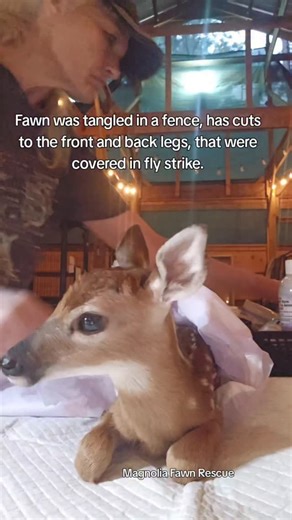 3.2K views · 2K reactions | This has been one of the busiest fawn...