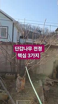 3 Key Pruning Tips for Persimmon Trees